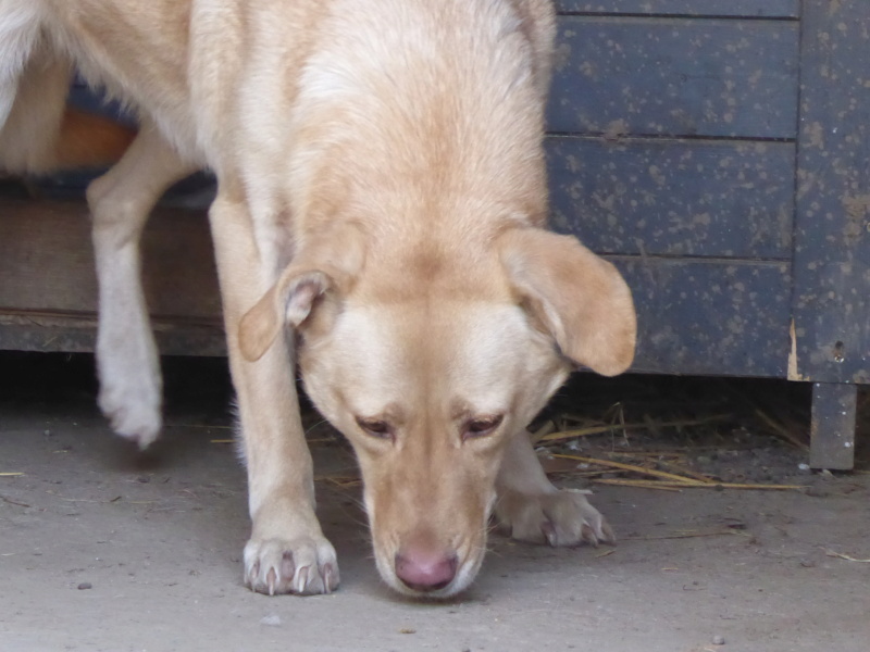 ELINA, née en 2016, type Labrador sortie de l'équarrissage le 10 Avril- marrainée par Roxinette -R-SC P1010138
