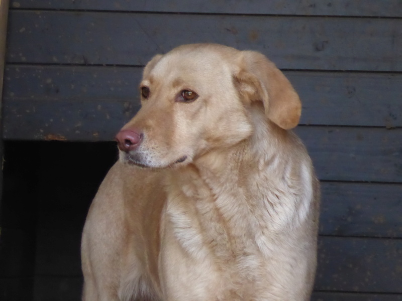 ELINA, née en 2016, type Labrador sortie de l'équarrissage le 10 Avril- marrainée par Roxinette -R-SC P1010139