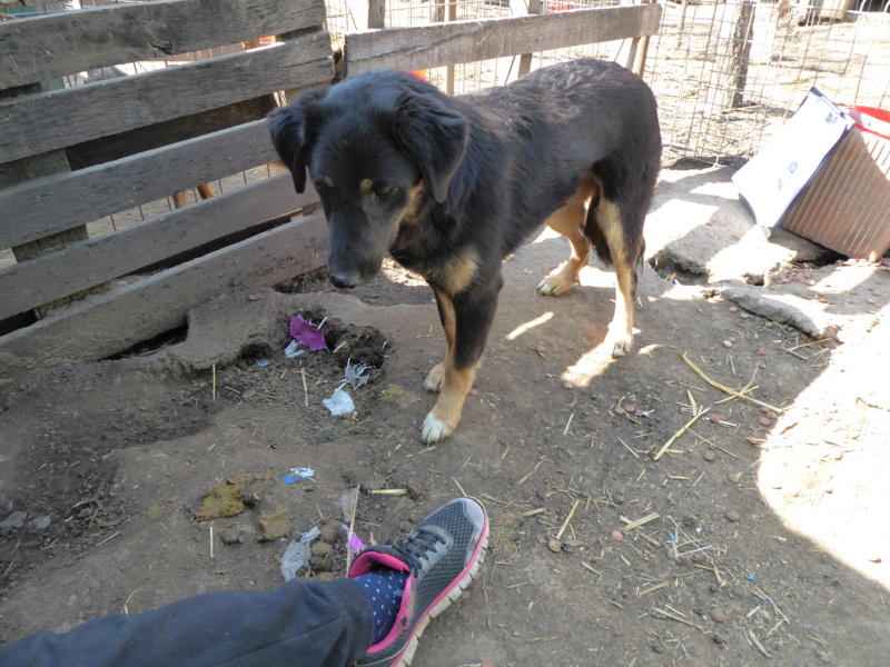 TEXANE, née en 2021, sauvée de Pallady avec 4 autres chiens - parrainée par Coco65-SC-R- P1010141