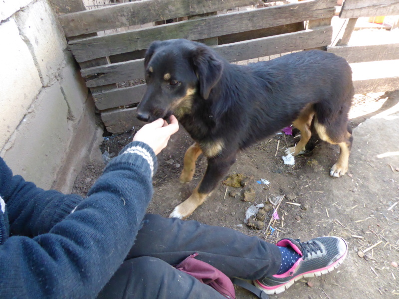 TEXANE, née en 2021, sauvée de Pallady avec 4 autres chiens - parrainée par Coco65-SC-R- P1010144