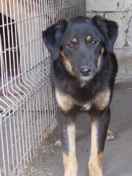 TEXANE, née le 24.03.2021 - sauvée de Pallady avec 4 autres chiens - parrainée par Coco65-SC-R- P1010145