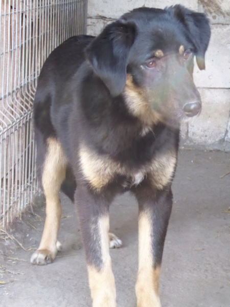 TEXANE, née en 2021, sauvée de Pallady avec 4 autres chiens - parrainée par Coco65-SC-R- P1010146