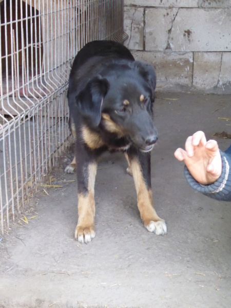 TEXANE, née en 2021, sauvée de Pallady avec 4 autres chiens - parrainée par Coco65-SC-R- P1010147
