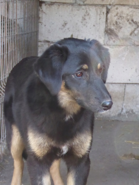 TEXANE, née le 24.03.2021 - sauvée de Pallady avec 4 autres chiens - parrainée par Coco65-SC-R- P1010149