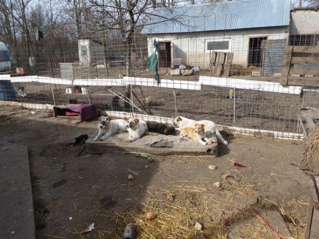 LILA NEE LE 12.07.2023 -  fratrie de 7 chiots trouvée devant le refuge- parrainée par Nenet -R-SC P1020111
