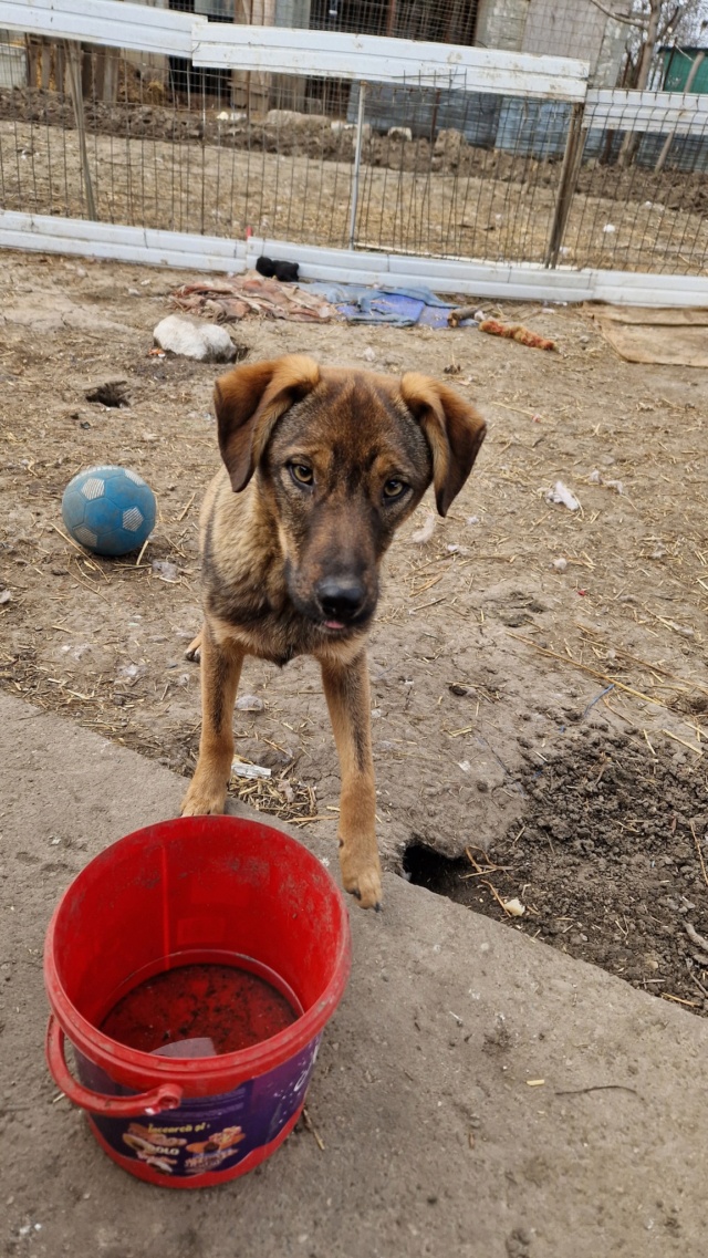 PRESTON NE LE 15/05/2022 - trouvé avec ses 5 frères près du refuge- parrainé par Phil93230 -R-SC Presto14