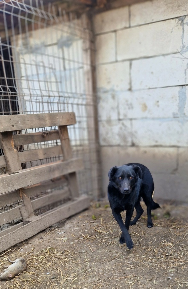 QUESSY FEMELLE NEE LE 28/10/2021  , maman avec 5 chiots, née en  2021 - trouvée dans un champ près du refuge- parrainée par Alexkoko -R-SC Quessy10