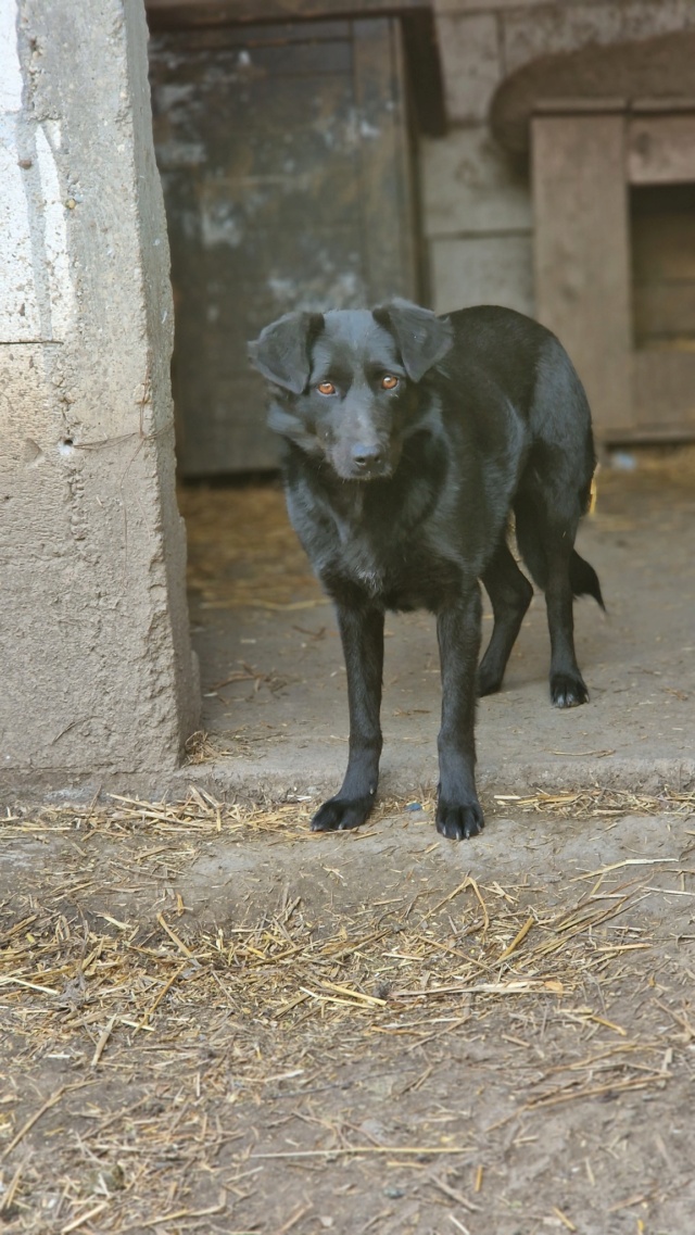 QUESSY FEMELLE NEE LE 28/10/2021  , maman avec 5 chiots, née en  2021 - trouvée dans un champ près du refuge- parrainée par Alexkoko -R-SC Quessy11