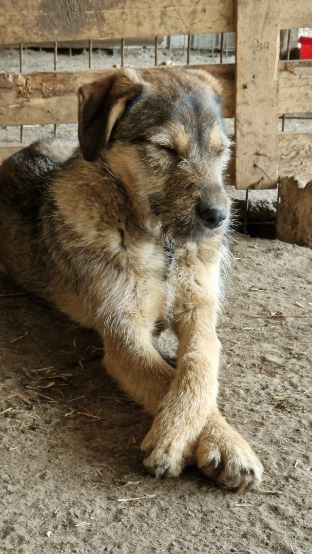 SCAMP MALE NE LE 15.05.2022 -  trouvé avec ses 5 frères près du refuge - parrainé par Manganouchka - R-SC Scamp410