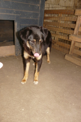 TEXANE, née en 2021, sauvée de Pallady avec 4 autres chiens - parrainée par Coco65-SC-R- Texane10