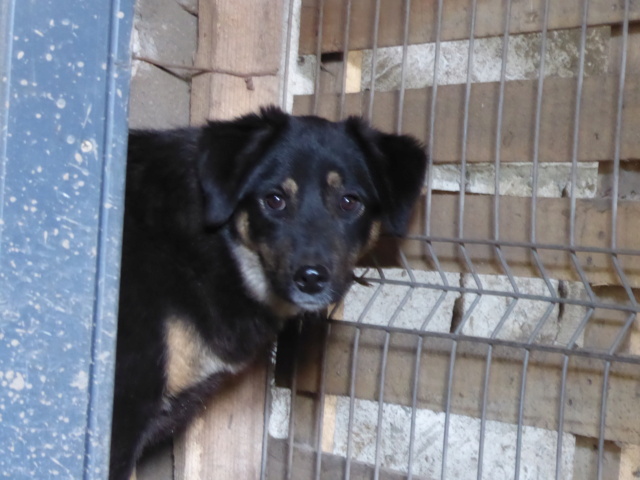 TEXANE, née en 2021, sauvée de Pallady avec 4 autres chiens - parrainée par Coco65-SC-R- Texane13