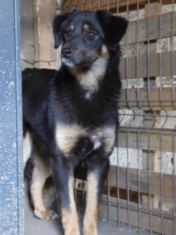 TEXANE, née en 2021, sauvée de Pallady avec 4 autres chiens - parrainée par Coco65-SC-R- Texane14
