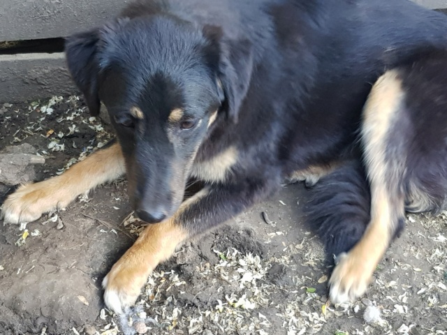 TEXANE, née le 24.03.2021 - sauvée de Pallady avec 4 autres chiens - parrainée par Coco65-SC-R- Texane16