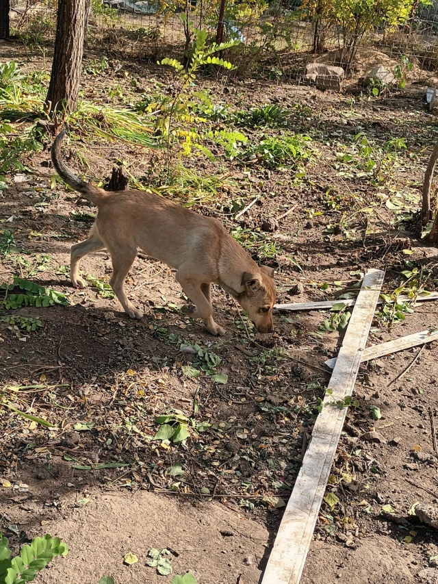 TISMÉ MALE NE LE  15/05/2022 trouvé avec ses 5 frères près du refuge-R-SC Tisme_10