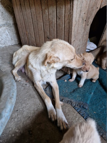 WINOLA maman de 5 chiots, née en 2020  - abandonnée dans une cour sans eau et sans nourriture - parrainée par Gandalf60350 Winola11
