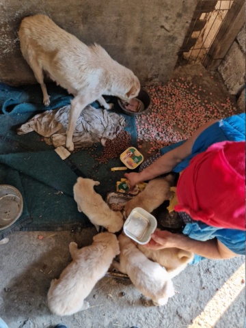 WINOLA maman de 5 chiots, née en 2020  - abandonnée dans une cour sans eau et sans nourriture - parrainée par Gandalf60350 Winola12