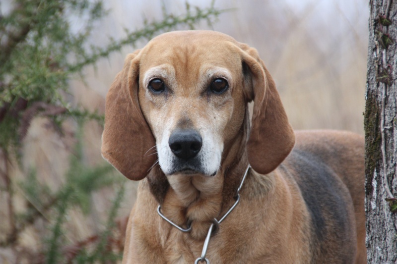 ADELE, croisée beagle femelle, 7 ans (40) Img_9611