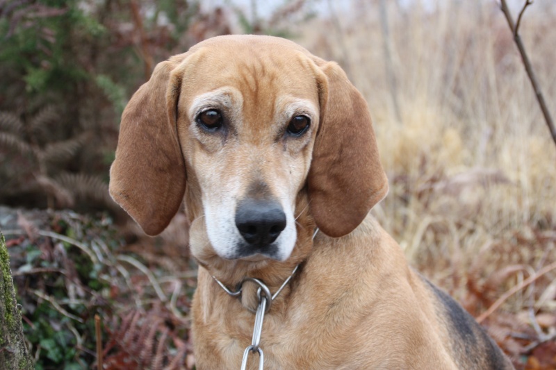 ADELE, croisée beagle femelle, 7 ans (40) Img_9612