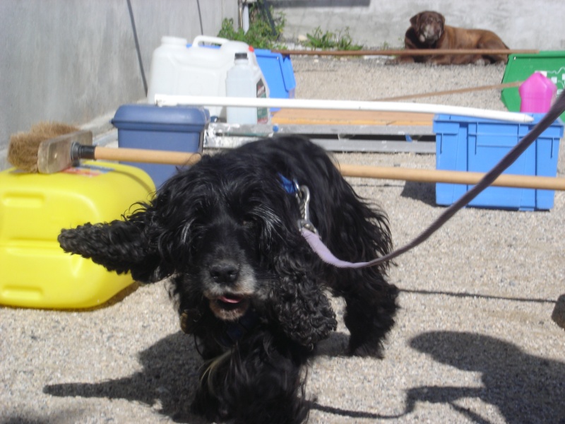 Lilou qui fait de l'obstacle ! :) Dsc00011