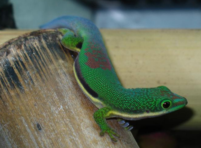 Fiche d'élevage pour Phelsuma Lineata Phelsu10