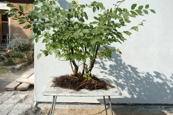 Carpinus betulus raft 110