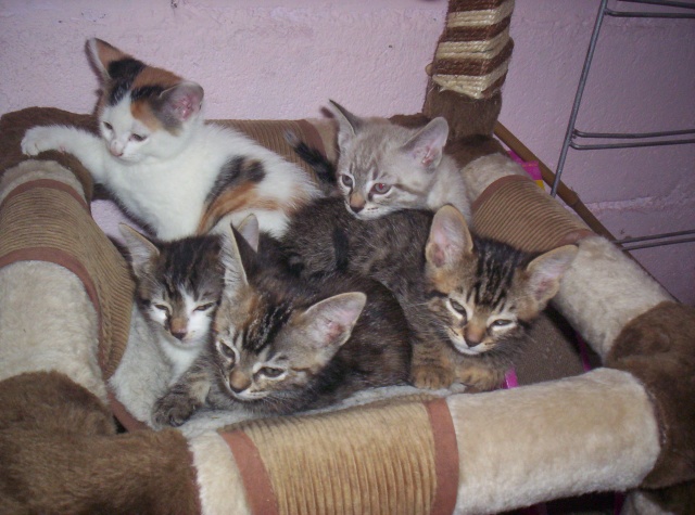 Mes chats =D Chaton10