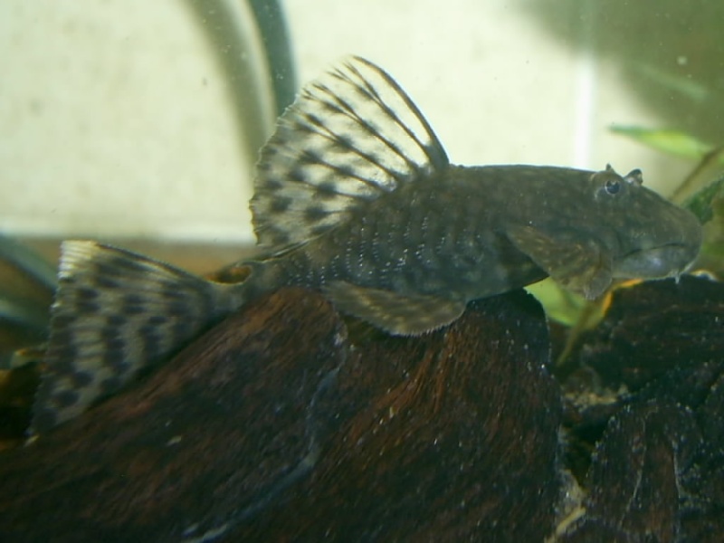 L149 Ancistrus sp Cucuta ? Pic_0612