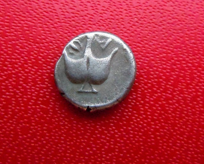 Drachme d'Appolina Pontica Delcam21