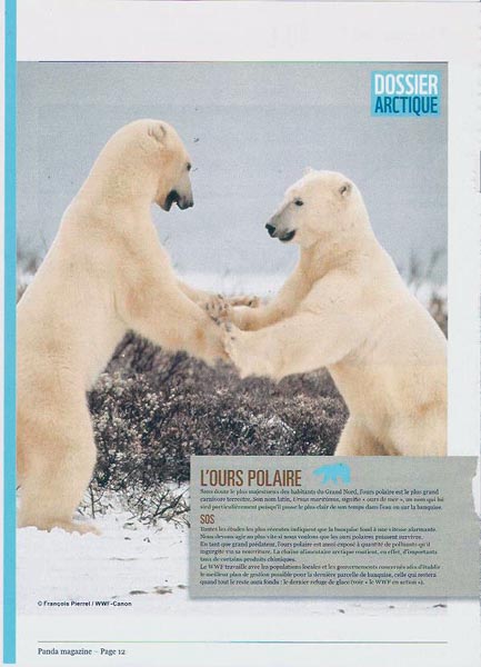 Ursus maritimus : l’ours polaire Articl10