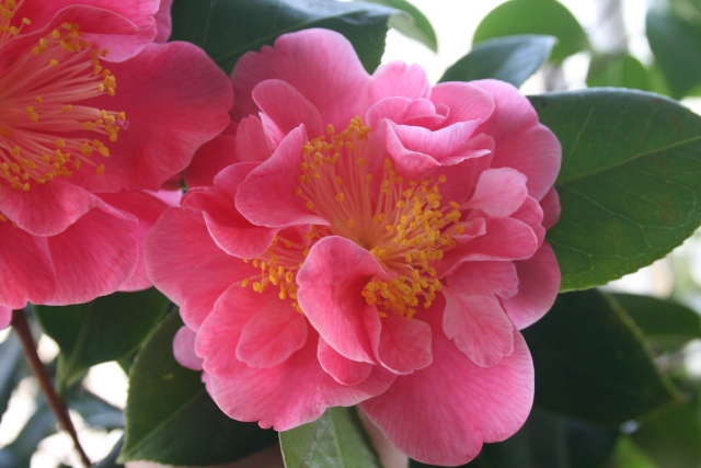 Les Camellias: variétés, floraison, culture. Saison 2012 - 2013 - Page 20 Img_3611