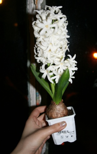 Plantation, culture et floraison des bulbes, des rhizomes, des griffes Jacint10