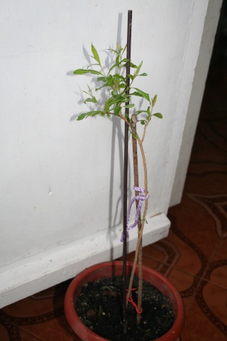 grenadier bonsai Taille10
