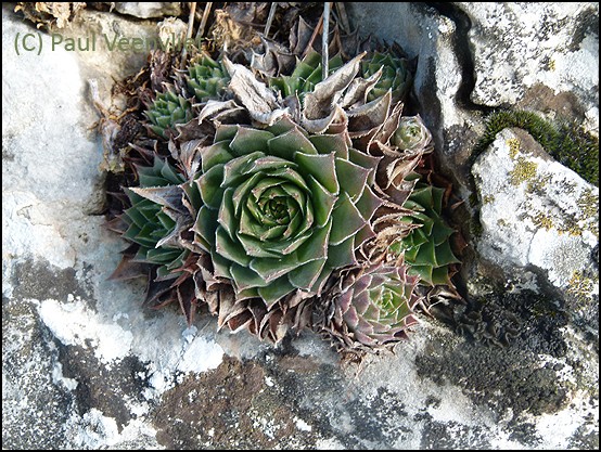 S. tectorum "near Trieste" Netres10