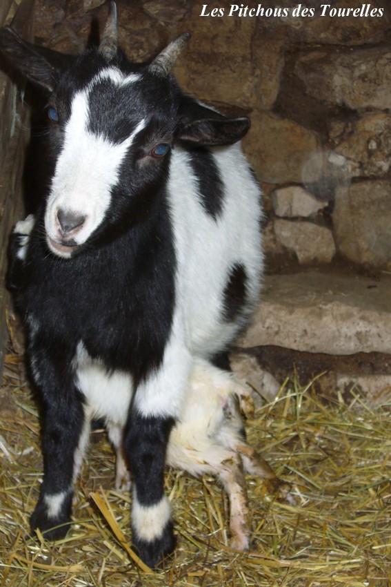 Présentation de mes minis dans tous leurs états ! P1370210