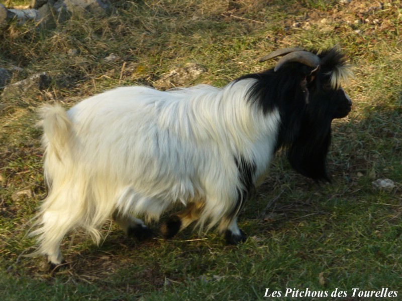 Présentation de mes minis dans tous leurs états ! P1370714