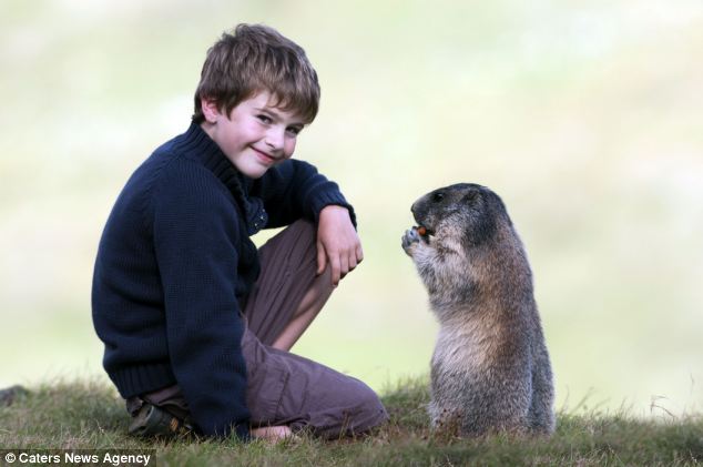 la jeunesse de marmotte Marmot13