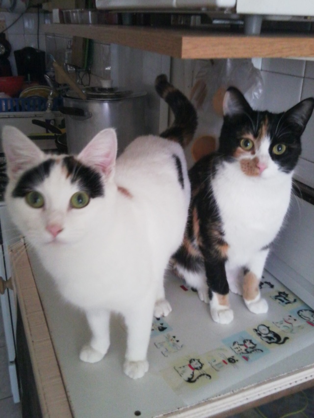 MAYA (femelle tricolore) et KITTY (femelle blanche) Kity__10