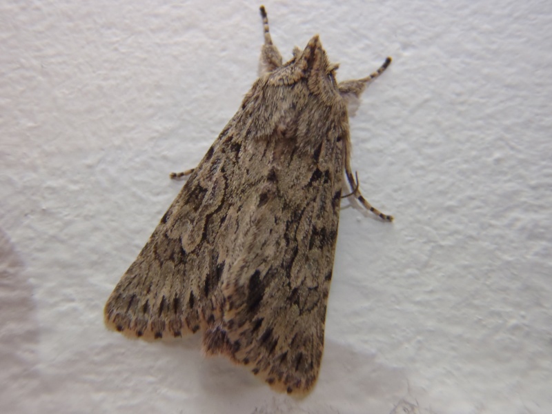 identification??? Xylocampa areola (papillon et chenille) P2040011