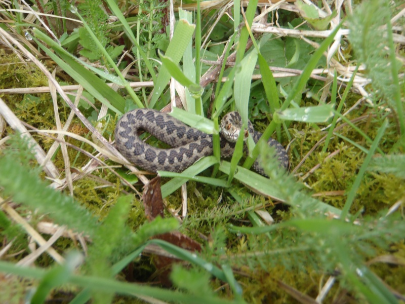 [Vipera berus] Vipère péliade de Seine maritime ? P4150010