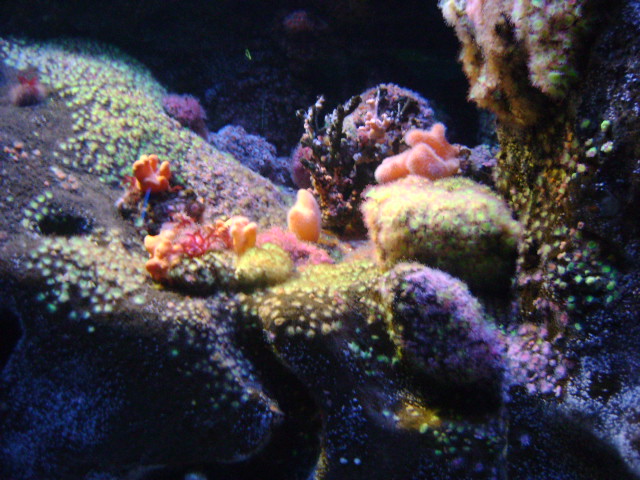 Aquarium de la Rochelle. 2010 Dsc03411