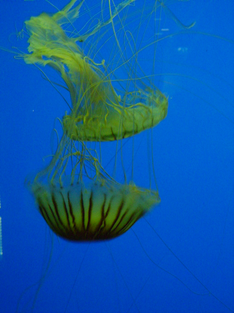 Aquarium de la Rochelle. 2010 Dsc03425