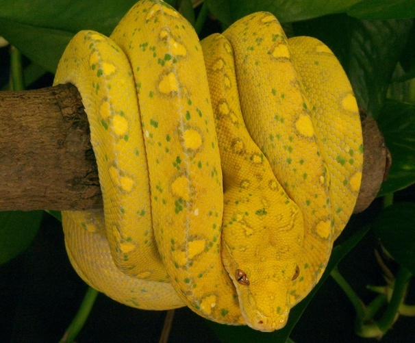 MORELIA VIRIDIS Golden10