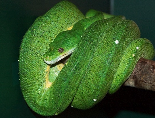 MORELIA VIRIDIS My_hob10