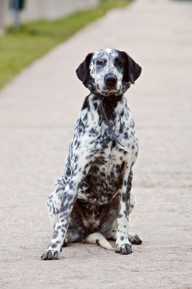 NALANE - setter x dalmatien - 6 ans - SPA Saint-Etienne Loire (42) Nalane10