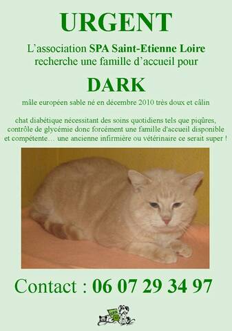 Urgence Pour Dark Chat Diabetique Spa Saint Etienne Loire 42 Urgence Pour Dark Chat Diabetique Spa Saint Etienne Loire 42