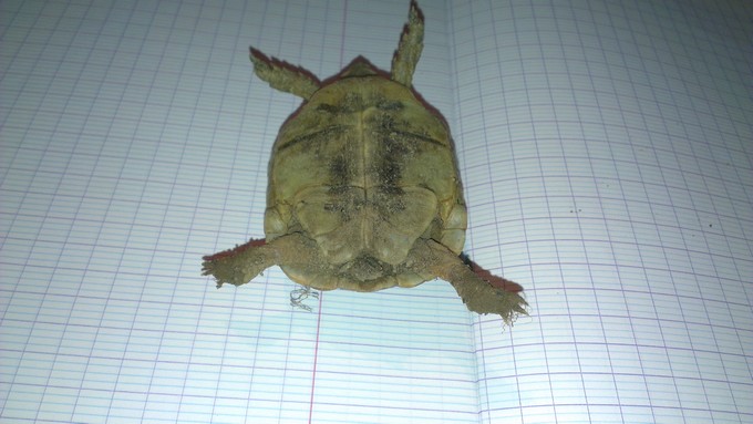 Petite tortue recueilli besoin d'infos Imag0013