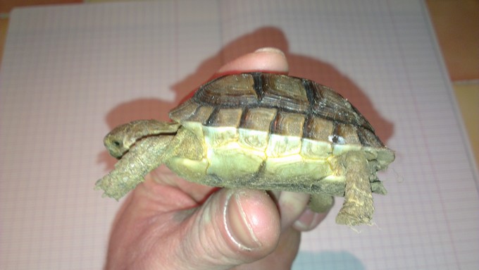 Petite tortue recueilli besoin d'infos Imag0014