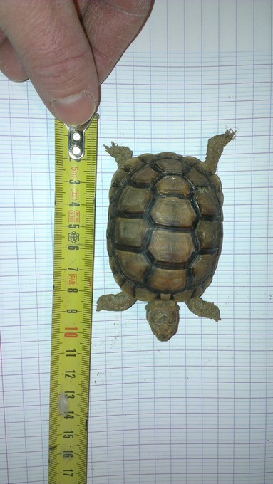 Petite tortue recueilli besoin d'infos Imag0017