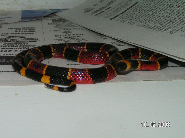 just some pics of Eastern Coral Snake. Micrurus fulvius Coral_12