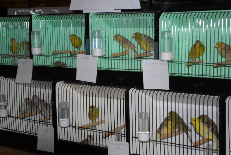 Bourse d'oiseaux à Leefdaal ce 30 janvier (janvier 2011) L310